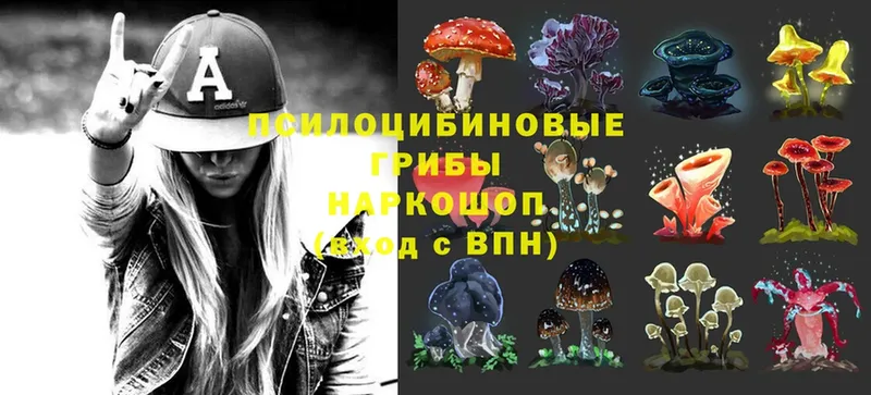 Псилоцибиновые грибы Psilocybine cubensis  Боготол 